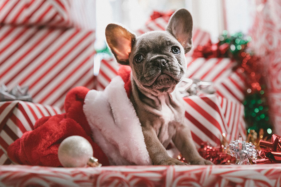 a photo of a puppy in a Santa hat surrounded by Christmas presents